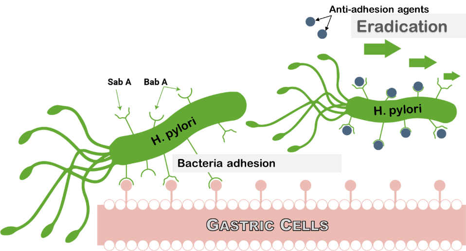 pylori3 pylori3