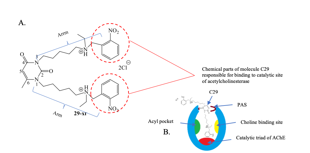 Dual-AChE-Inhibitor